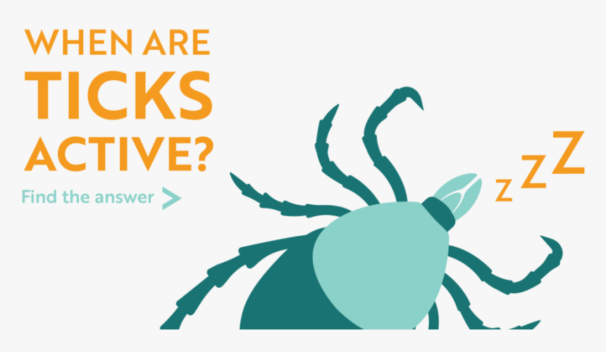 When Are Ticks Active Find The Answer - Insect, HD Png Download