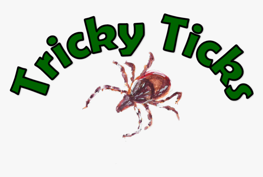 Insect, HD Png Download