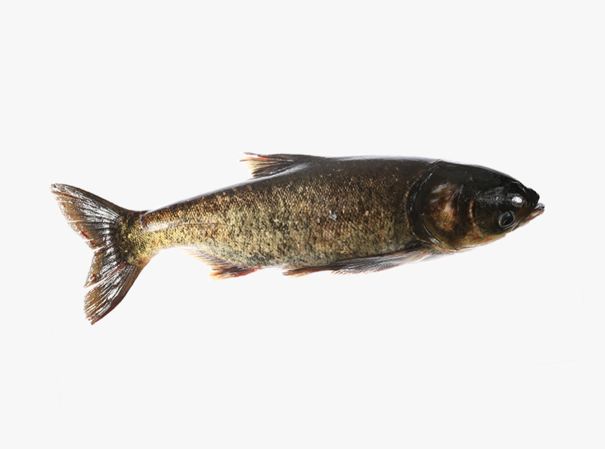 Touladi, HD Png Download