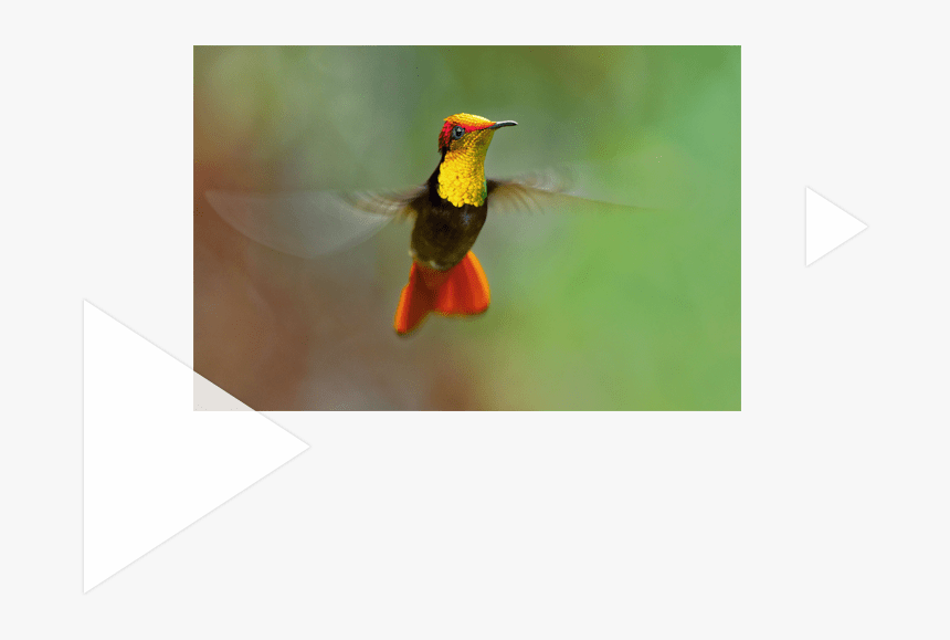 Ruby-throated Hummingbird, HD Png Download