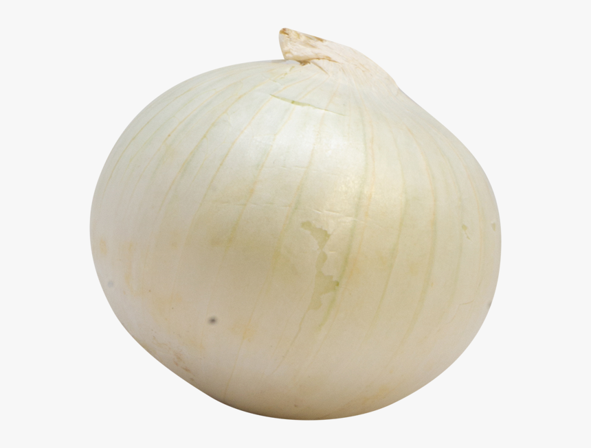 Onion, HD Png Download