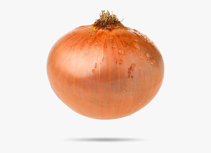 Cebolla-bocaabajo - Yellow Onion, HD Png Download