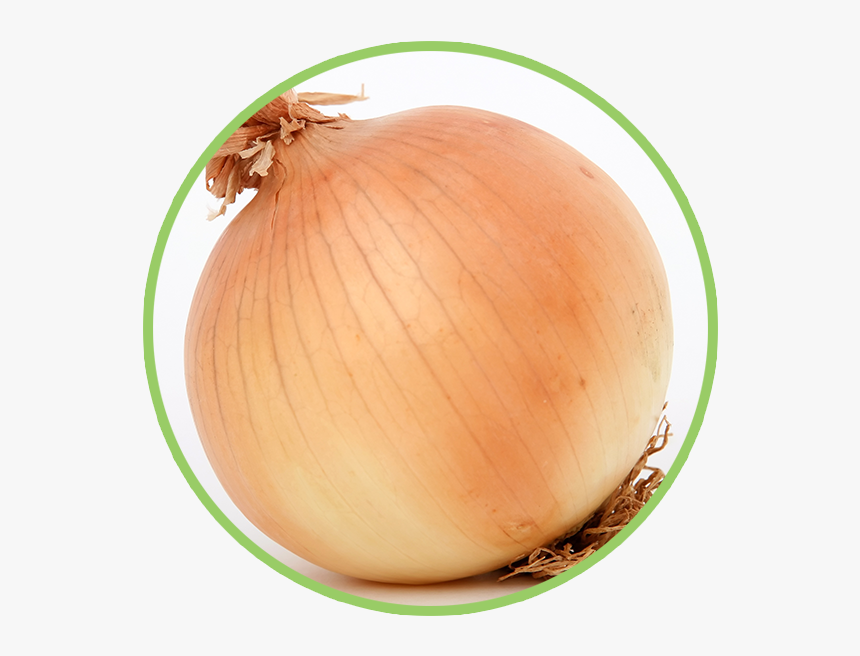 1 Onion, HD Png Download