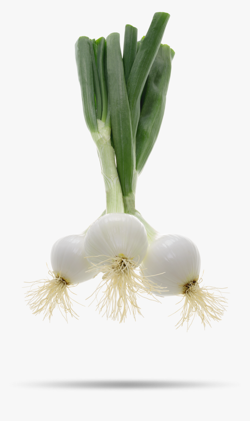 Welsh Onion, HD Png Download