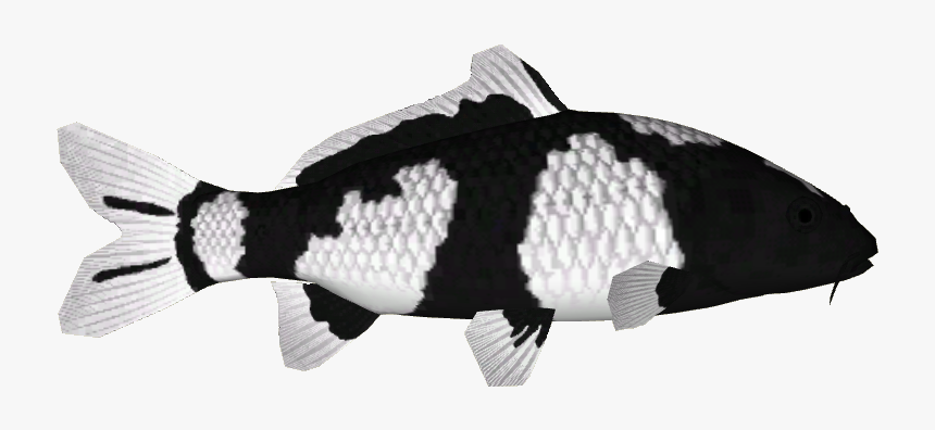 Commoncarp - Pomacentridae, HD Png Download