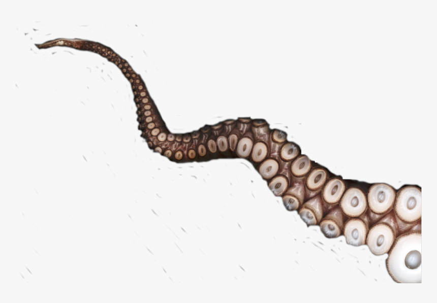 #tentacle #octopus #freetoedit - Octopus Tentacles Png, Transparent Png