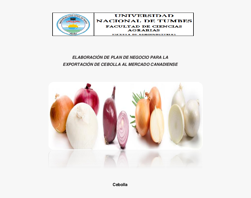 Flujo De Caja Proyectado A 5 Años Cultivo De Cebolla, HD Png Download