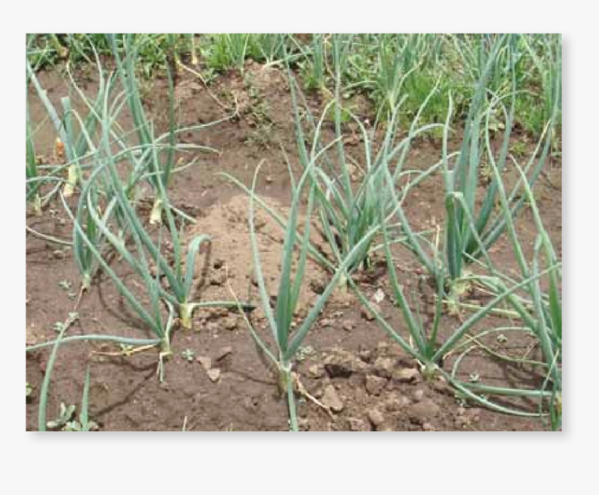 Yellow Nutsedge, HD Png Download