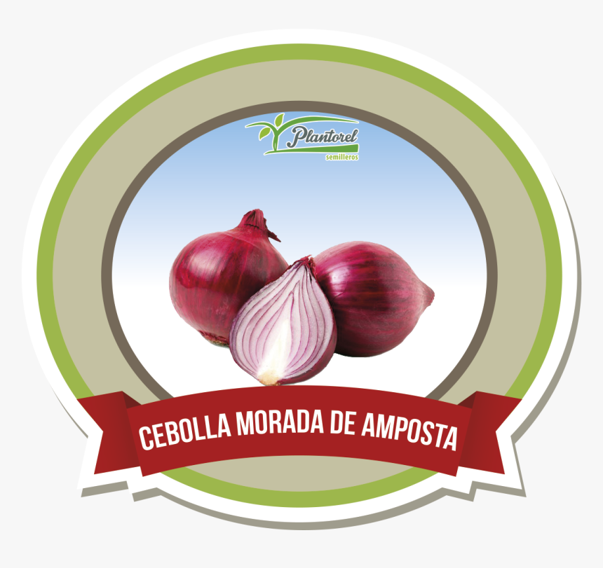 Allium Cepa L, HD Png Download