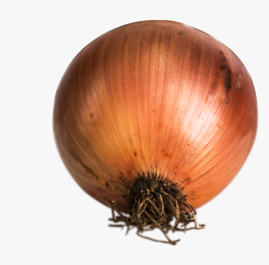 Cebolla - Yellow Onion, HD Png Download