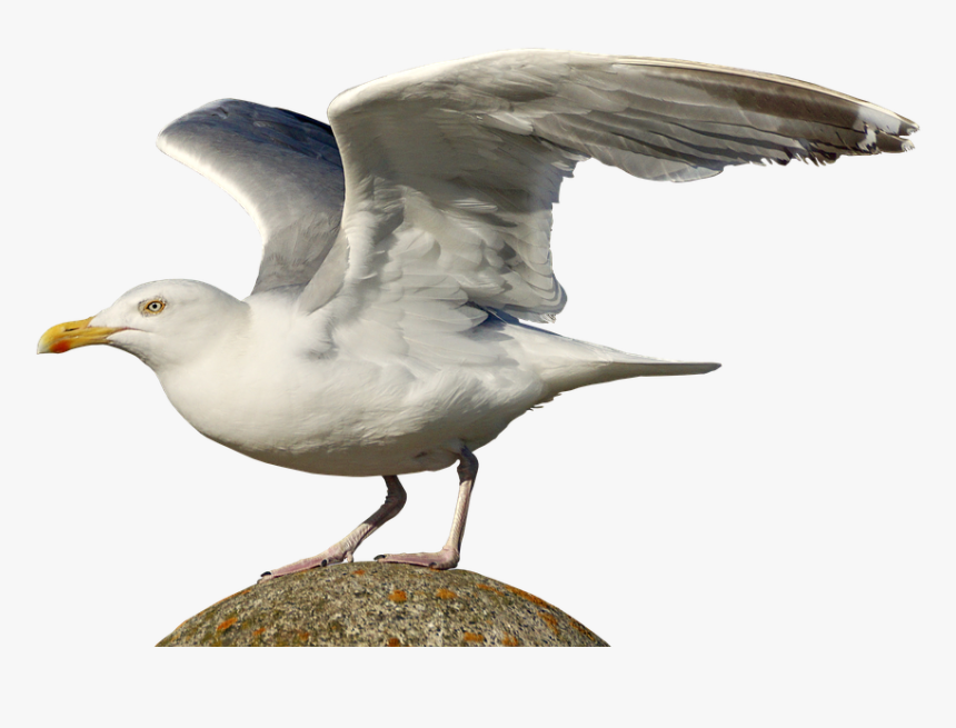 Thumb Image - Herring Gull Png, Transparent Png