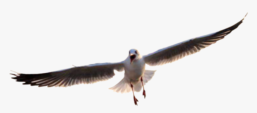 #gaviota - Great Black-backed Gull, HD Png Download