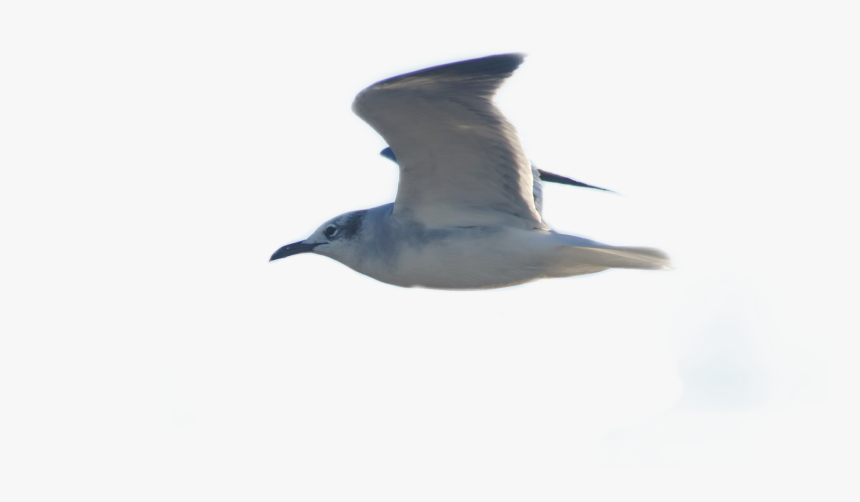 #gaviota - White Breasted Nuthatch, HD Png Download