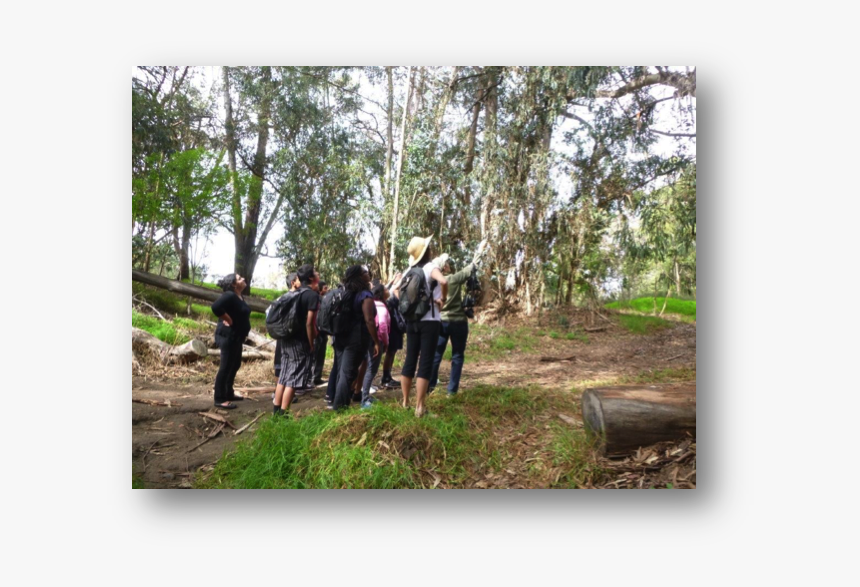 Gaviotastatepark - Lodgepole Pine, HD Png Download