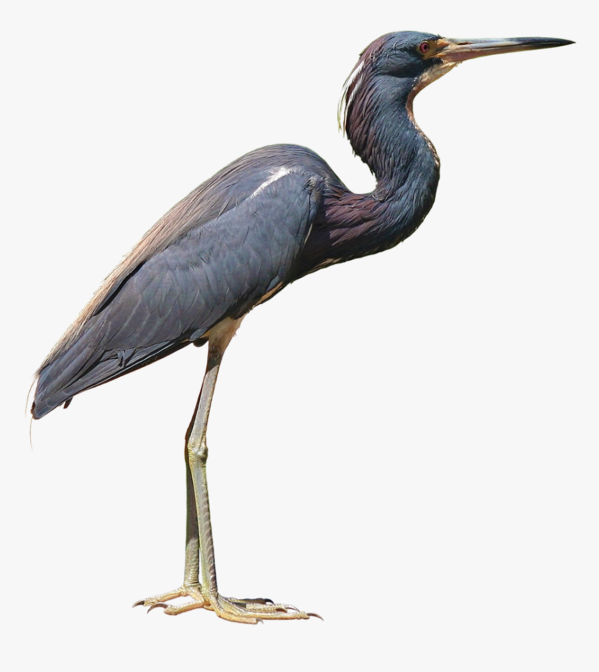Heron Png Photo - Heron Png, Transparent Png