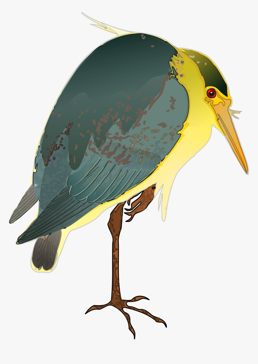 Black Crowned Night Heron Vector, HD Png Download