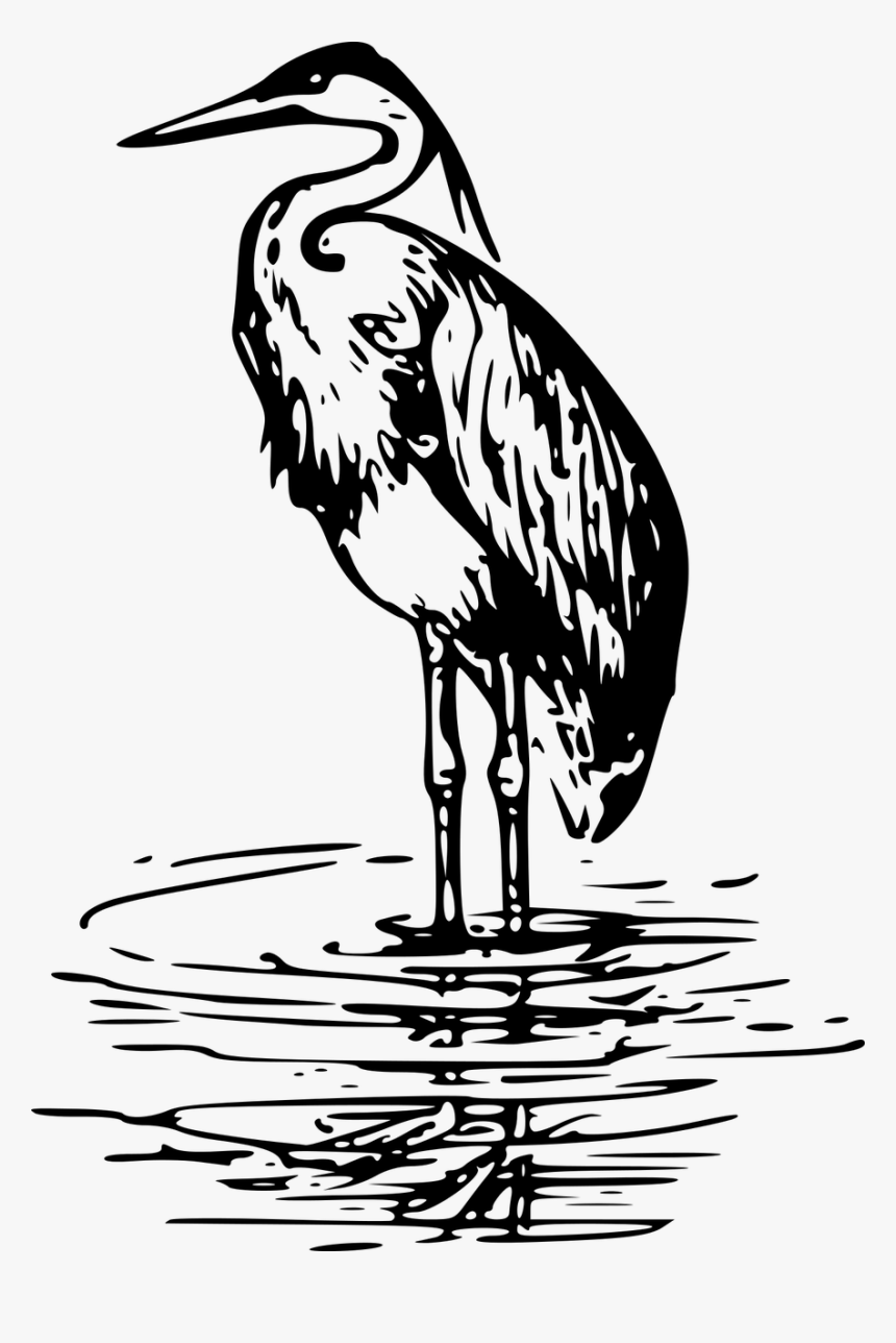 Great Blue Heron Clip Art, HD Png Download