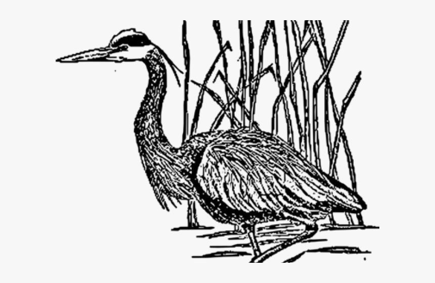 Sea Bird Clipart Crane Bird - Herons Sketch Png, Transparent Png