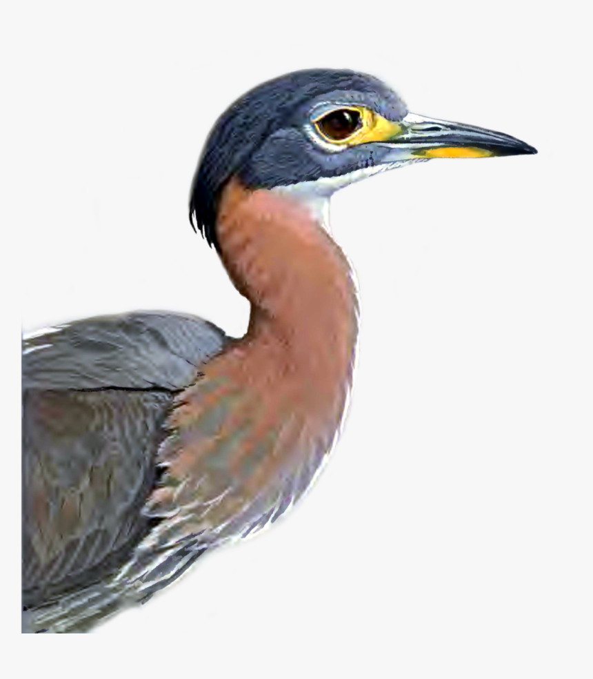 Heron Png Picture - Heron, Transparent Png
