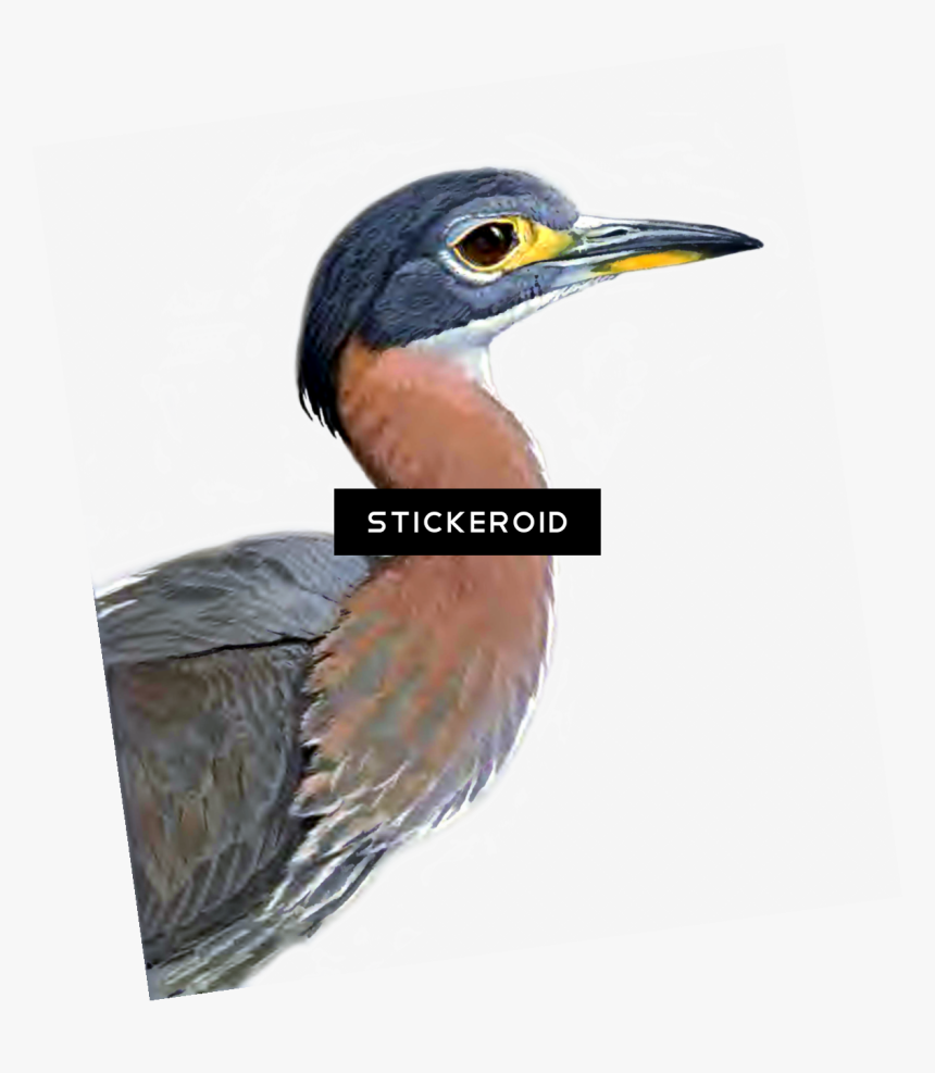 Heron Birds , Png Download - Great Blue Heron, Transparent Png