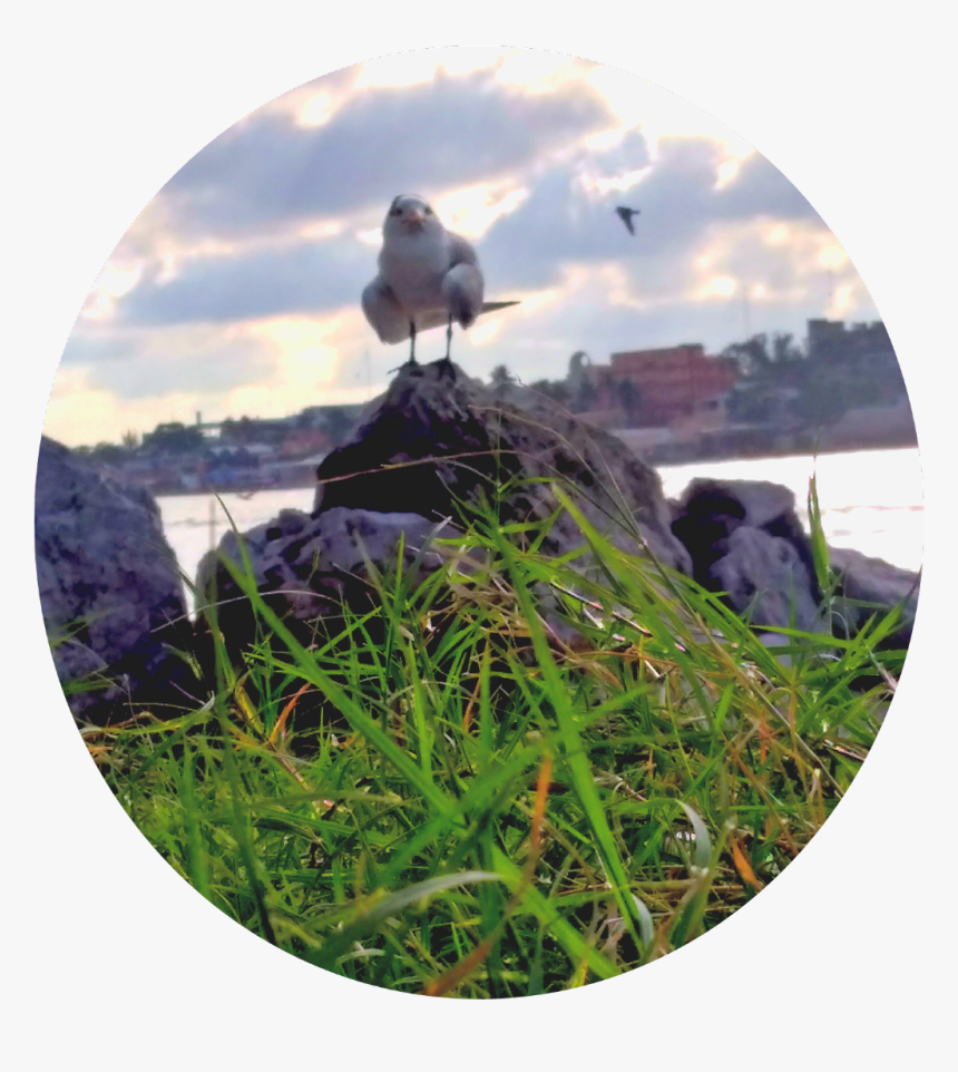 #gaviota - European Herring Gull, HD Png Download