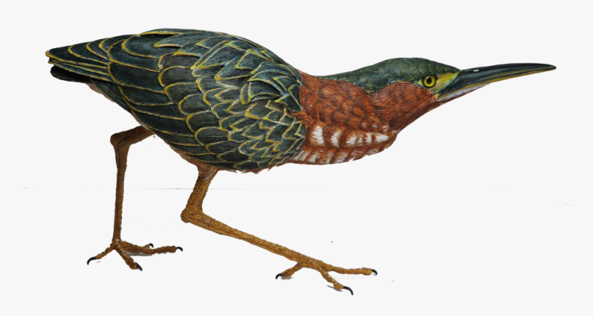 Green Heron Png, Transparent Png