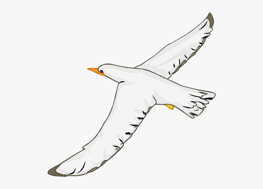 Seabird, HD Png Download