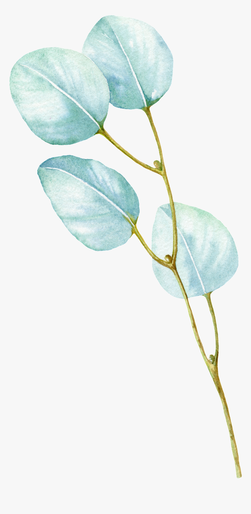 White Leaf Cartoon Transparent - Twig, HD Png Download