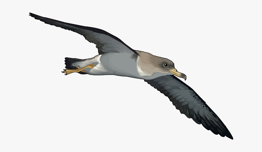 Pardela Png, Transparent Png