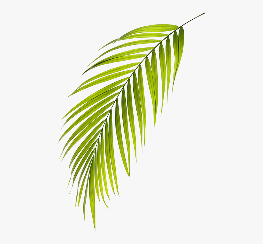 Roystonea, HD Png Download