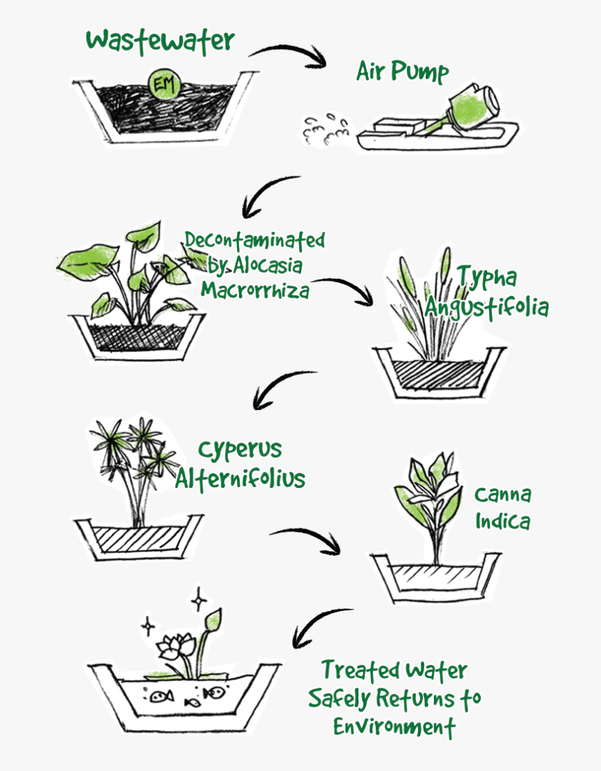 Illustration Of Wastewater Treatment System - Agave, HD Png Download