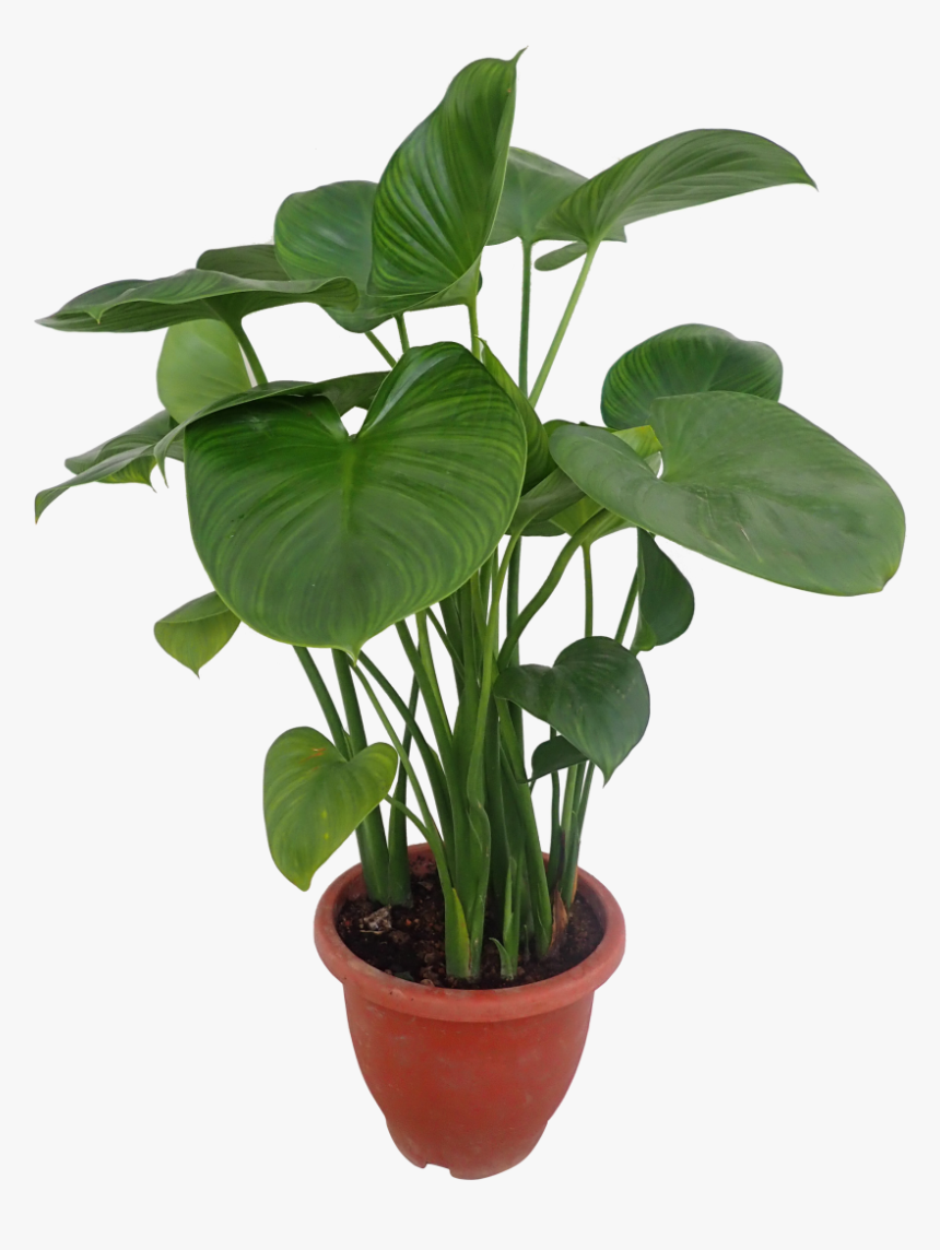 Flowerpot, HD Png Download