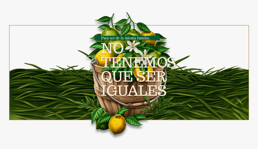 Arbol Limones Tunez - Jugos Túnez, HD Png Download