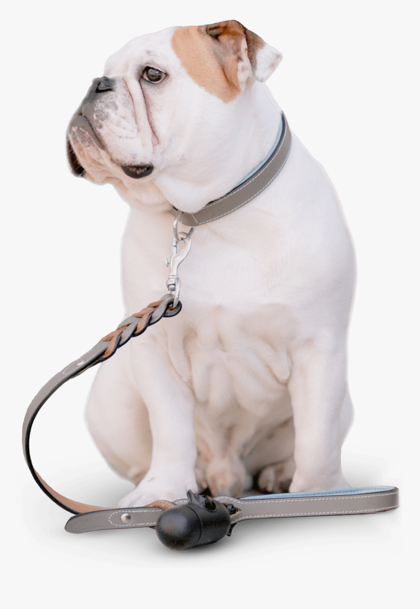 Australian Bulldog, HD Png Download