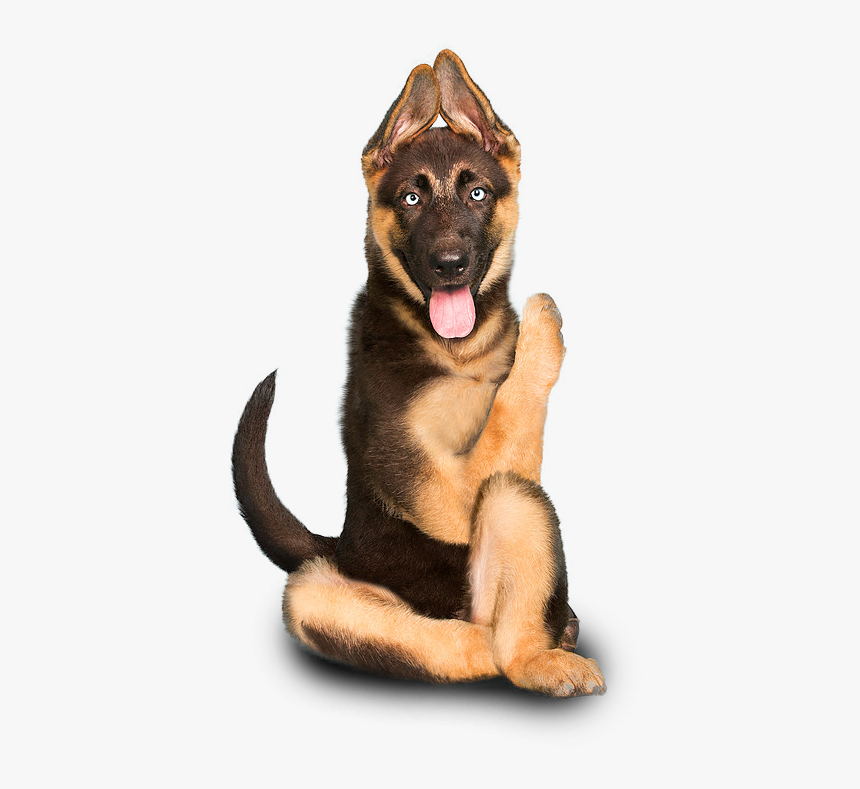1gsdpup - Dog Yawns, HD Png Download