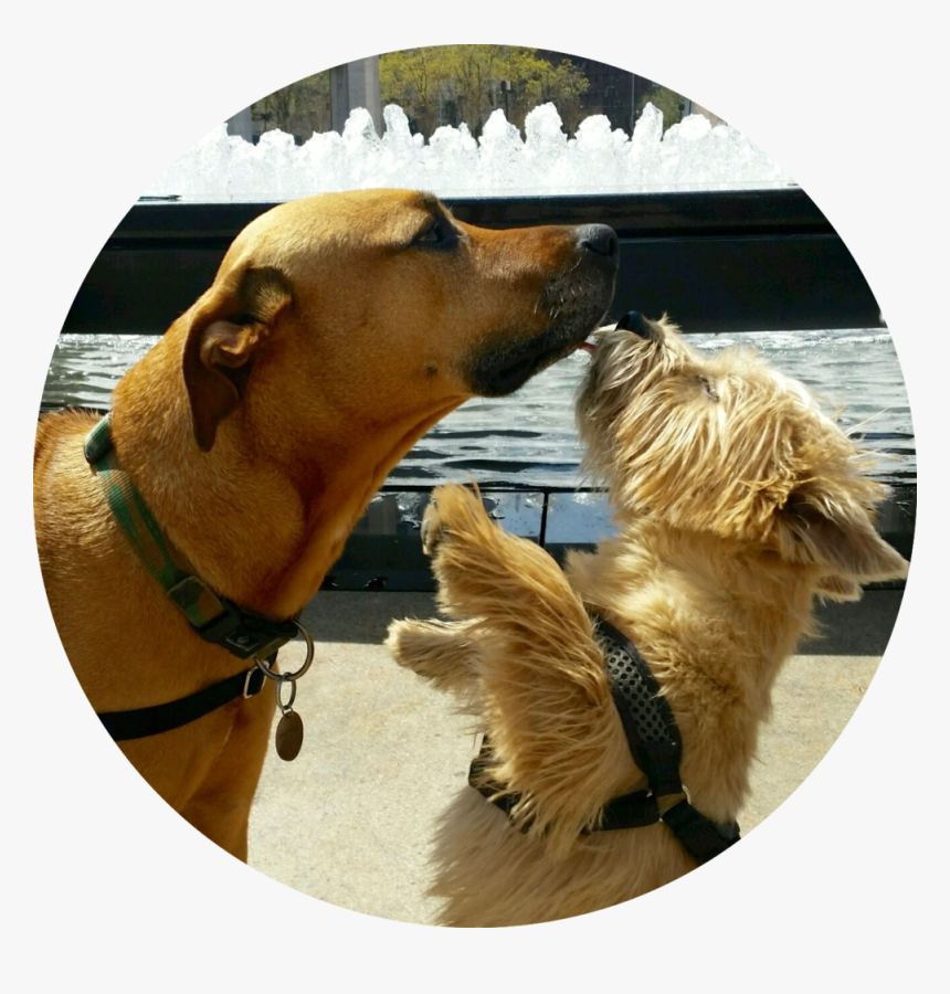 Dog Catches Something, HD Png Download