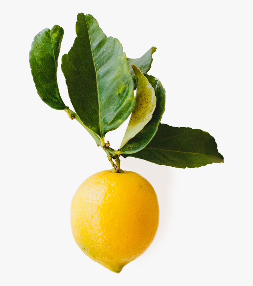 San Antonio - Tangerine, HD Png Download