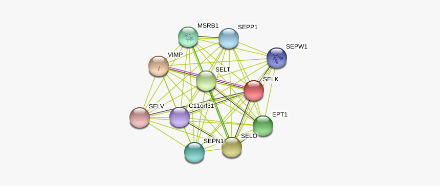 Selk Protein, HD Png Download
