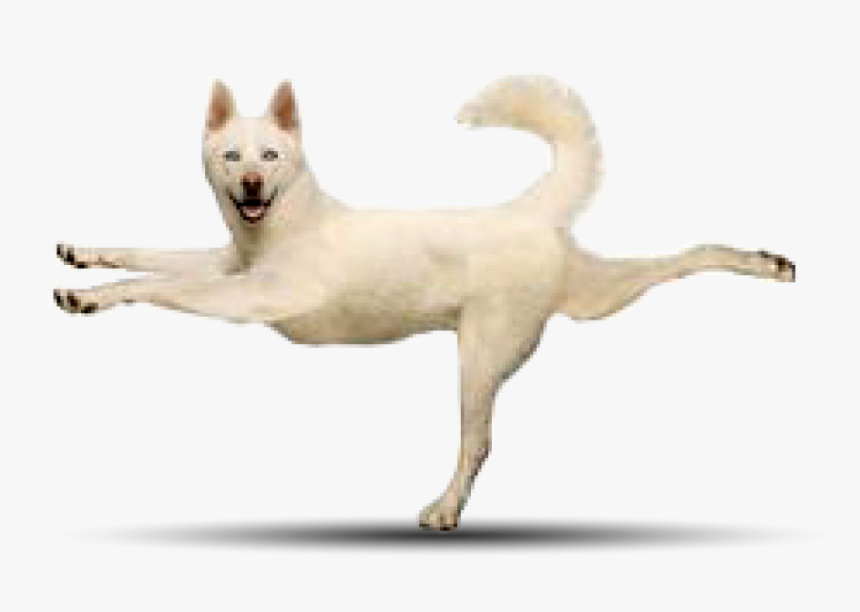 3white Husky - Yoga Poses With Dogs, HD Png Download