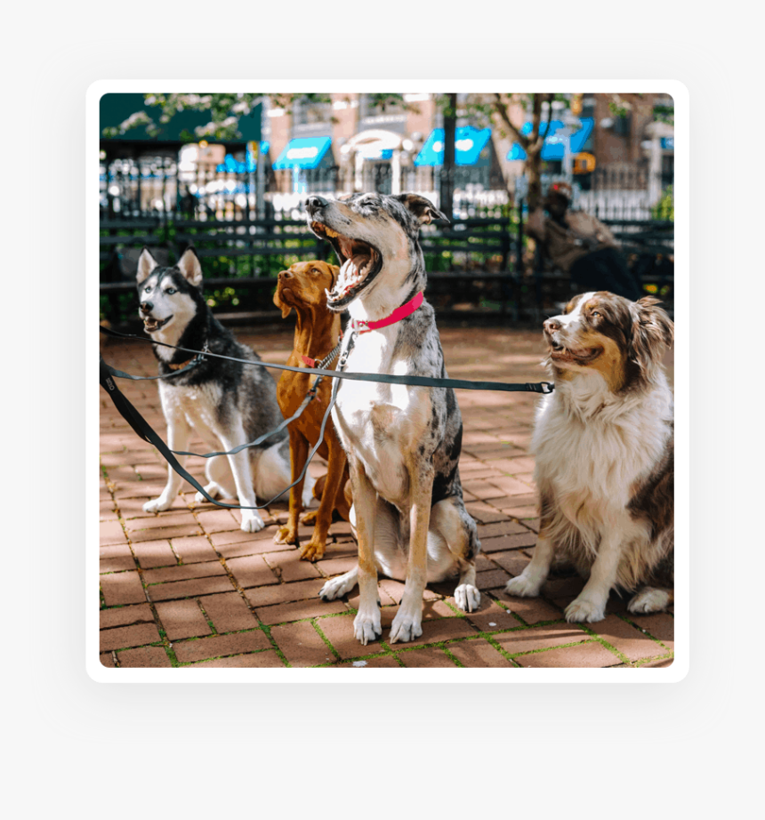 Dogs Posing For A Dog Walker - Big Dog On Walk, HD Png Download