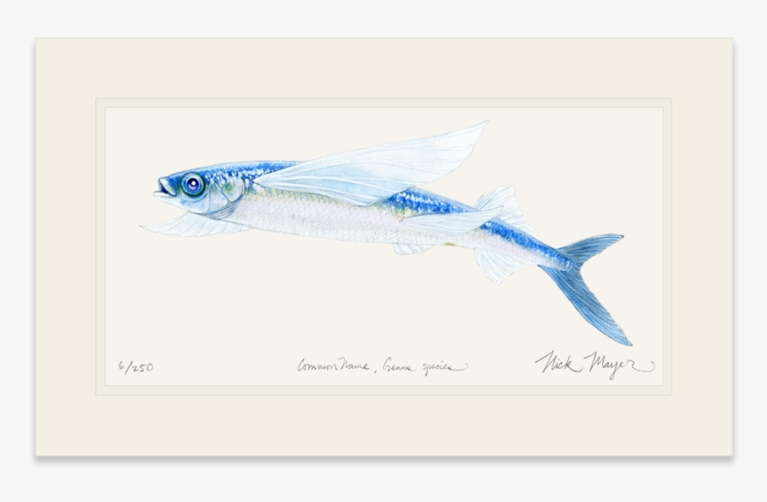 California Flying Fish - Sauries, HD Png Download
