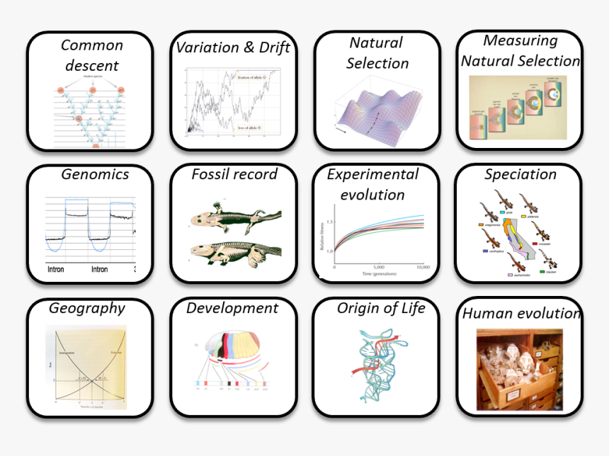 Picture1 - Cartoon, HD Png Download