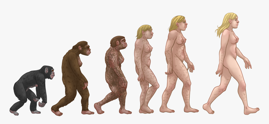 Female Human Evolution - Evolution Of Walking, HD Png Download