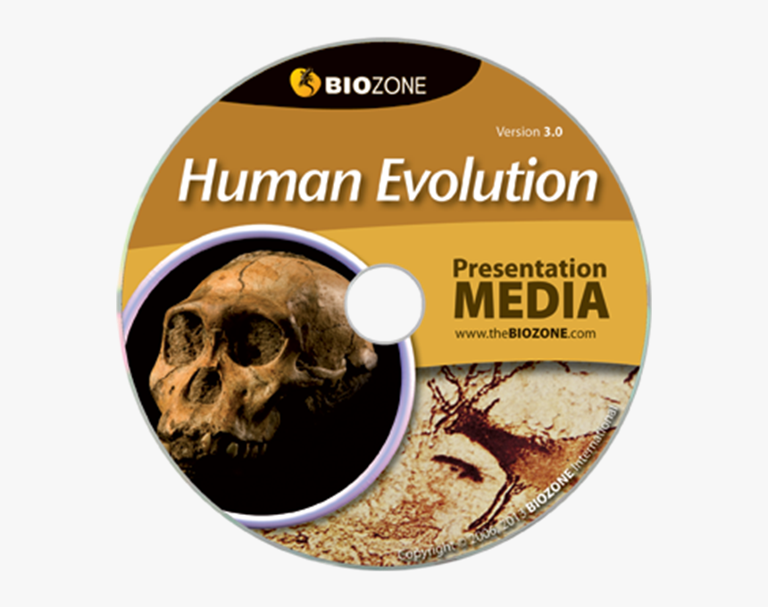 Picture Of Human Evolution - Evolution, HD Png Download