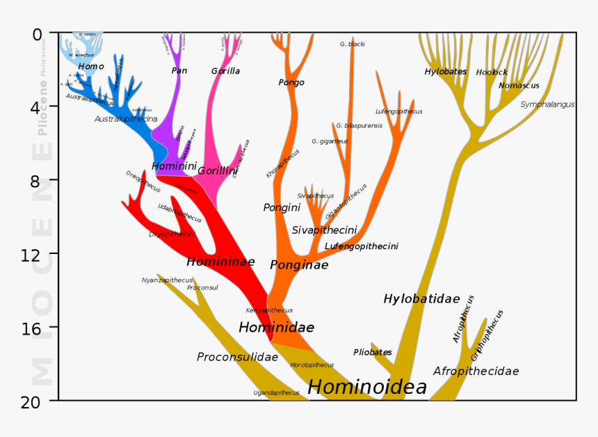 List Of Human Family Tree, HD Png Download