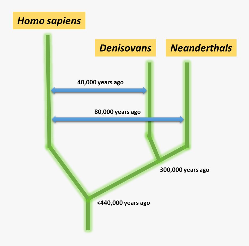 Neander Homo Sapiens Denisovans, HD Png Download