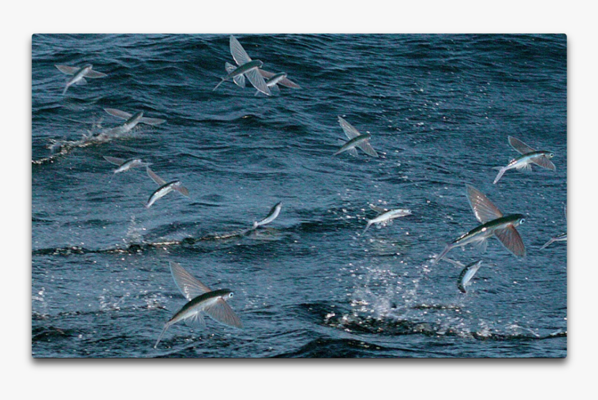 Flying Fish School - Flying Fish Maldives, HD Png Download
