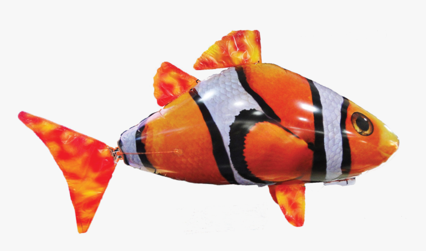Clownfish, HD Png Download