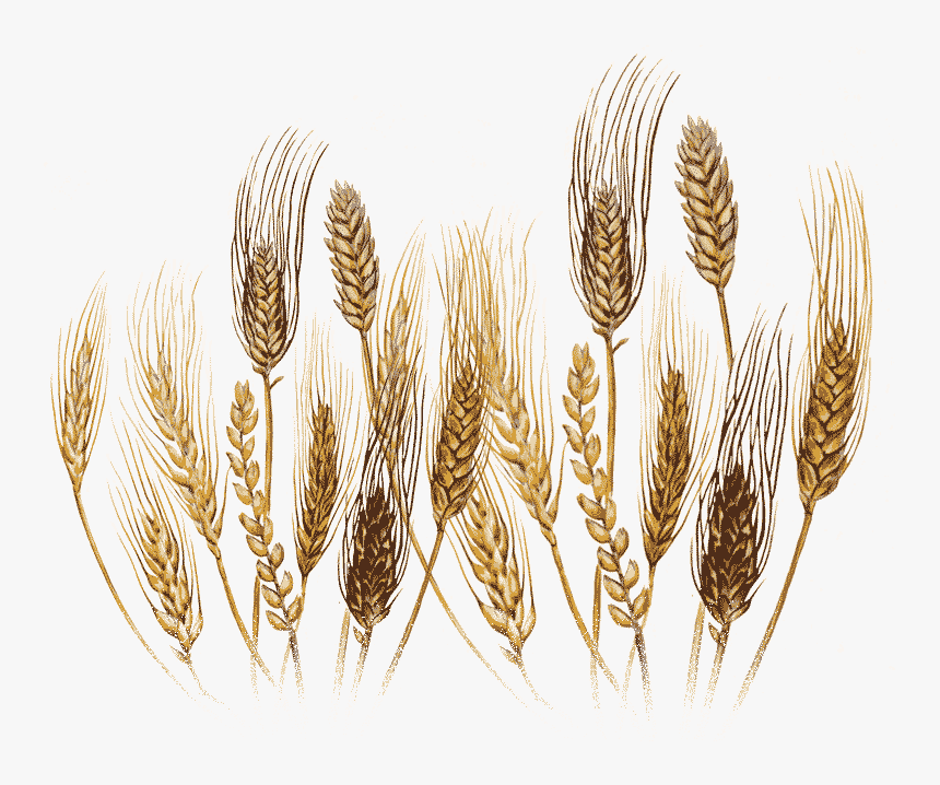 Illustration, HD Png Download