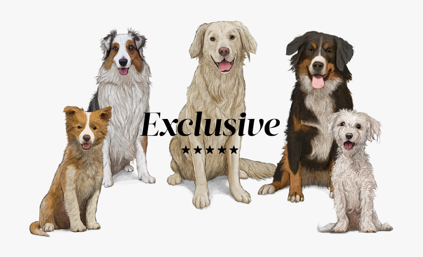 Perros Png , Png Download - Dog Catches Something, Transparent Png